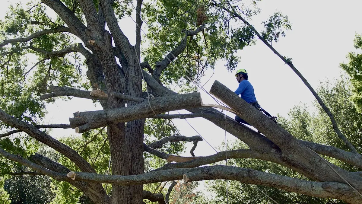 Professional Crown Thinning performed by certified arborists in Stewartsville