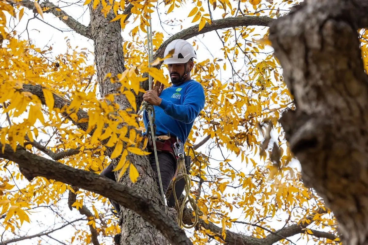 Skilled Storm Damage Cleanup crew working in Stewartsville
