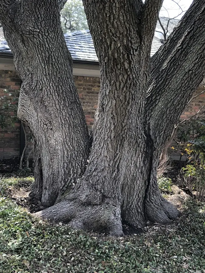 Mature heritage tree close to a Stewartsville property cared for by certified arborists